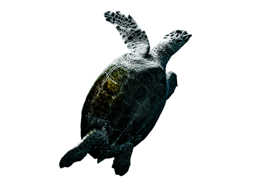 Turtle png file, free download 20