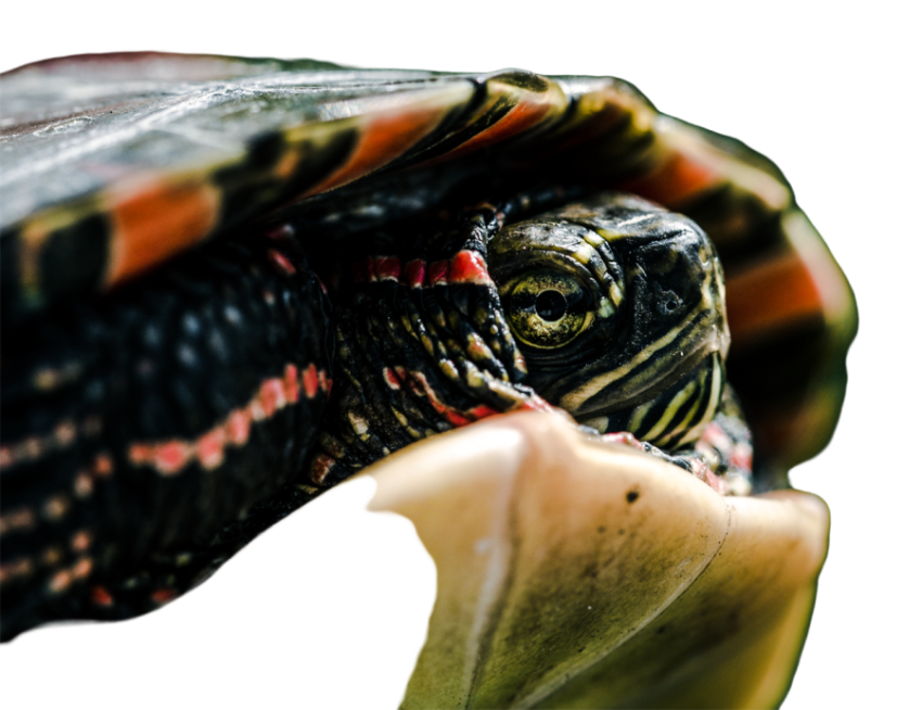 Turtle png file, free download 50