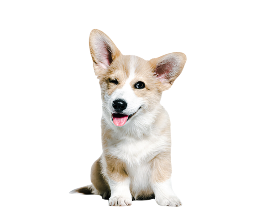Cute dog, pet 4