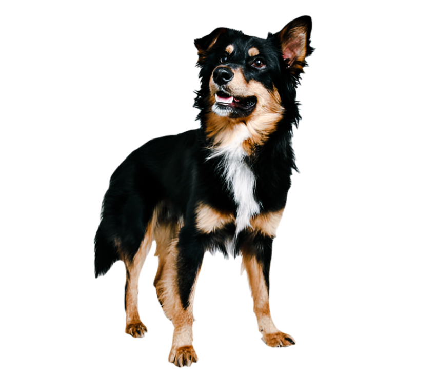 Cute dog, pet 16