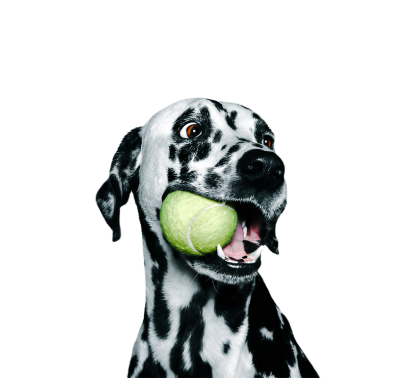 Cute dog, pet 31