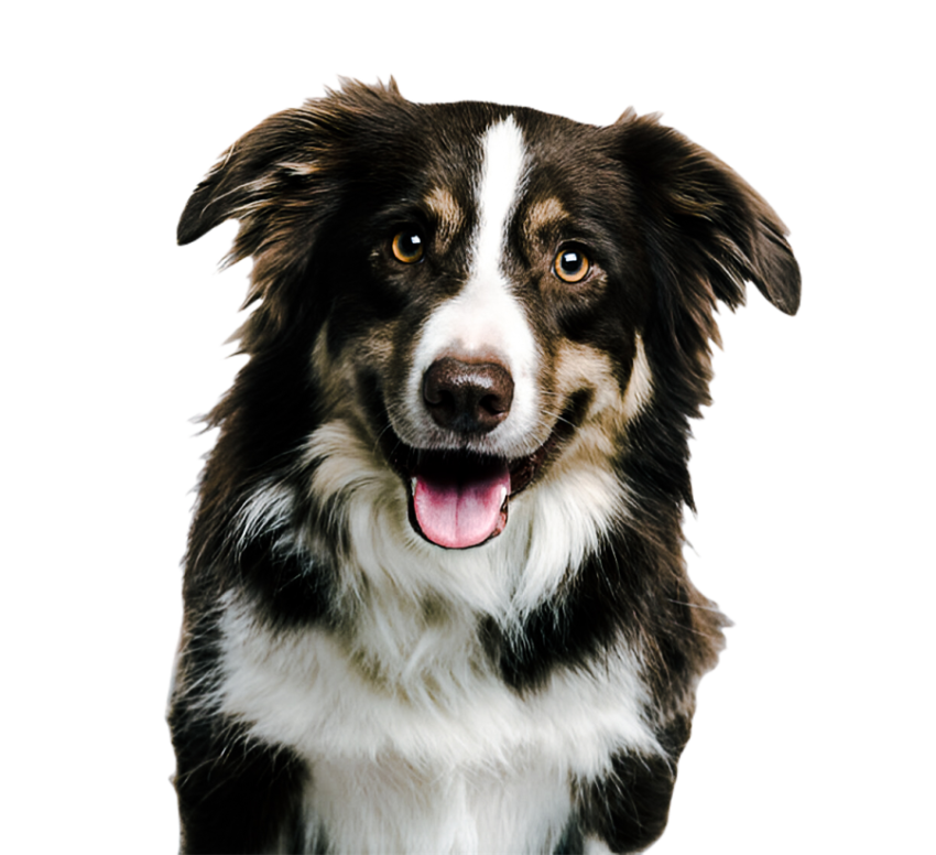 Cute dog, pet 38