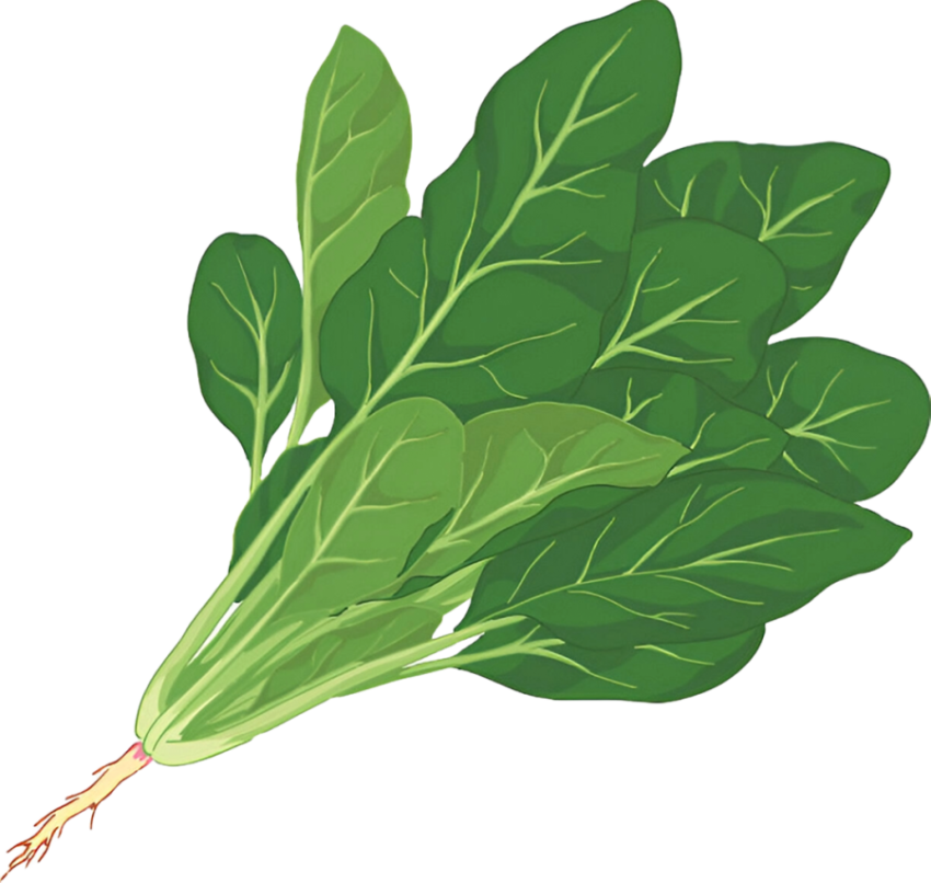 Vegetables png file free download (frefile com) 202