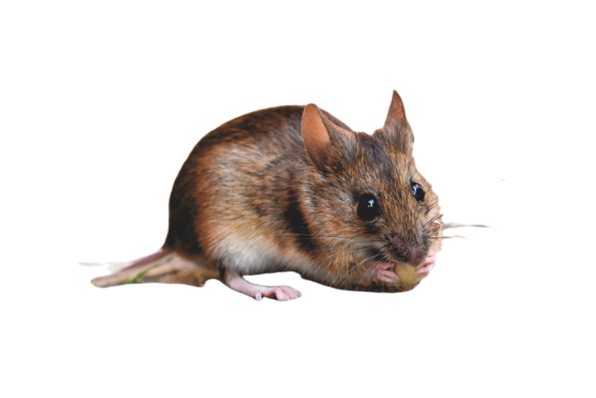 House mouse 5068340 1280