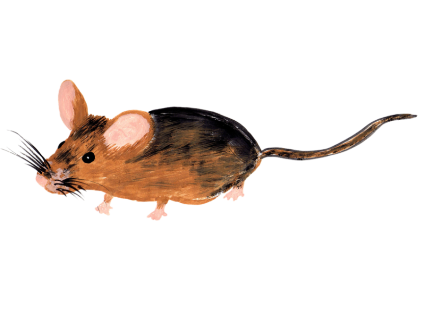 Mouse 2121414 1280
