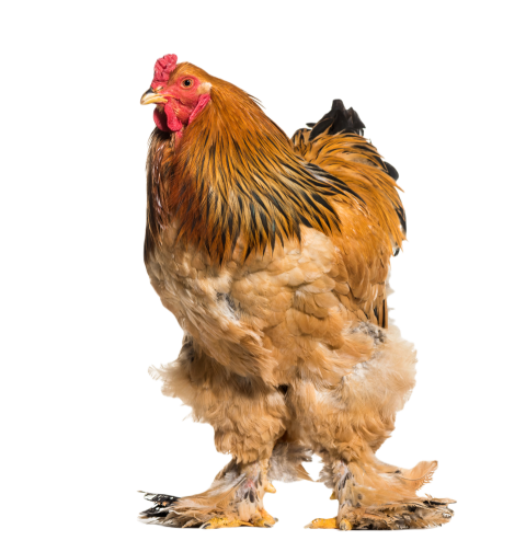 Brahma rooster standing against white background 2024 09 26 18 24 41 utc