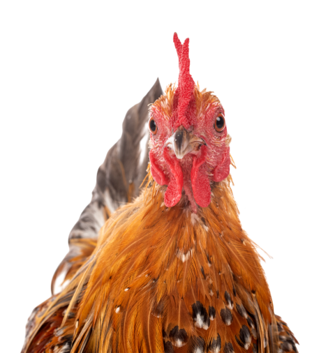 Booted bantam in studio 2024 12 07 00 45 20 utc