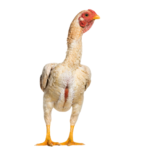 Shamo shamo also known as gamecocks standing agai 2024 09 27 05 53 39 utc