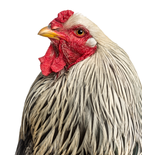 Close up of a brahma rooster isolated on white 2024 09 27 02 28 30 utc
