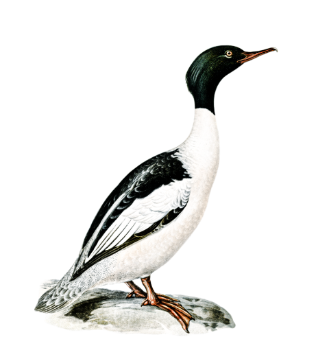 Duck png file, animal free download (frefile com) 71