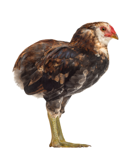 Side view of an araucana 5 months old against wh 2024 09 27 08 53 50 utc