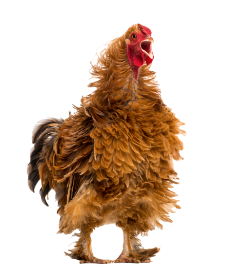 Crossbreed rooster crowing pekin and wyandotte a 2024 09 27 07 15 41 utc