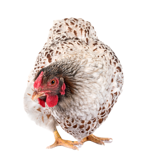 Blue laced wyandotte chicken in studio 2024 12 06 01 51 33 utc