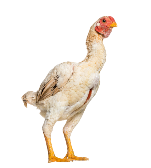 Shamo shamo also known as gamecocks standing agai 2024 09 27 10 13 31 utc