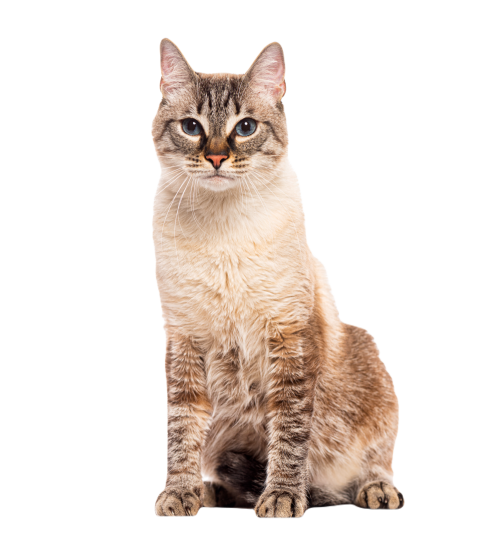 Crossbreed domestic cat sitting and looking at cam 2024 09 27 11 53 43 utc