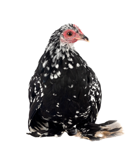 Booted bantam in studio 2024 12 27 18 46 46 utc
