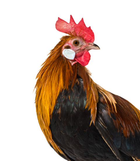 Belgian rooster against white background 2024 09 27 06 25 31 utc