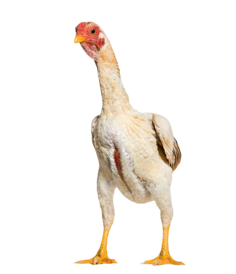 Shamo shamo also known as gamecocks standing agai 2024 09 27 06 01 24 utc (1)