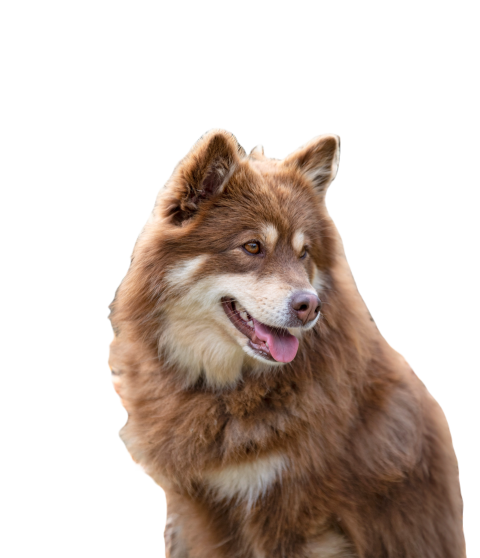 Finnish lapphund in nature 2024 12 06 02 13 10 utc