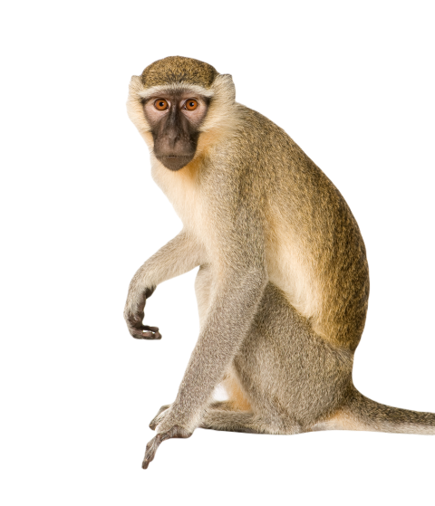 Vervet monkey chlorocebus pygerythrus 2024 09 27 06 17 46 utc