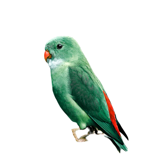 Parrots in the world png file 42