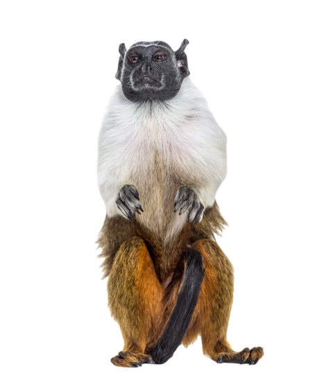 Pied tamarin saguinus bicolor isolated on white 2024 09 26 19 39 59 utc