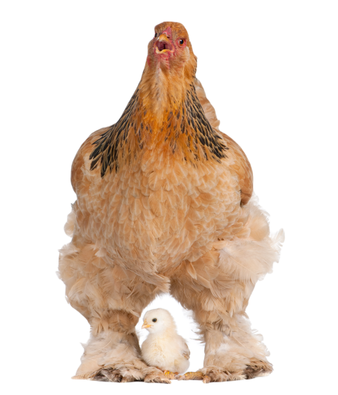 Brown brahma hen and her chick 2024 09 27 01 46 42 utc