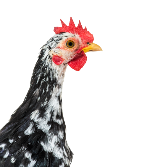 Cloe up of a chicken against white background 2024 09 26 19 23 07 utc