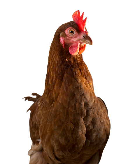 A chicken with brown feathers and a red coxcomb 2023 11 27 05 28 03 utc
