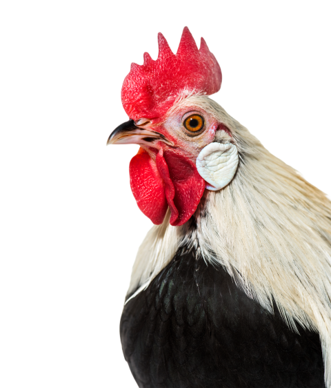 Phoenix chicken against white background 2024 09 27 07 32 25 utc