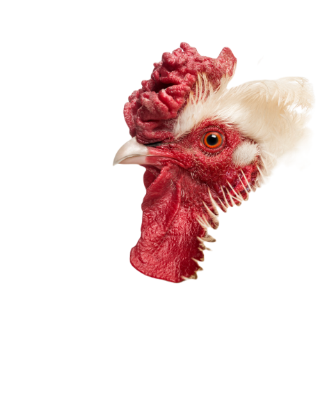 Close up of a curly feathered rooster s profile i 2024 09 27 05 16 12 utc