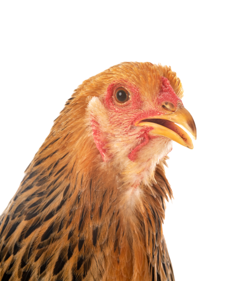 Young brahma chicken 2024 12 06 10 16 11 utc