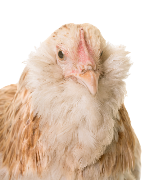 Faverolle chicken in studio 2024 12 06 17 21 48 utc