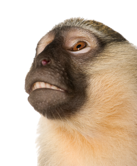 Vervet monkey chlorocebus pygerythrus 2024 09 27 07 55 37 utc