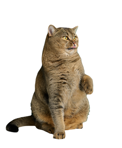 Adult straight eared scottish cat on the backgroun 2023 11 27 05 10 42 utc