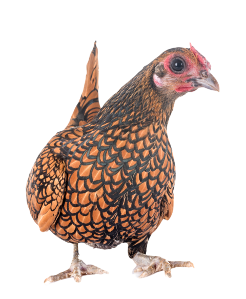 Golden sebright chicken 2024 12 06 01 44 52 utc