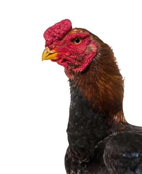 Domestic chicken against white background 2024 09 27 02 05 25 utc