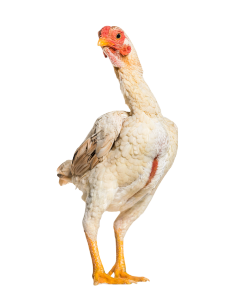 Shamo shamo also known as gamecocks standing agai 2024 09 26 21 59 48 utc
