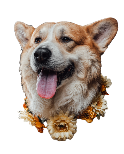 Welsh corgi dog sitting and posing on black backgr 2023 11 27 05 27 52 utc