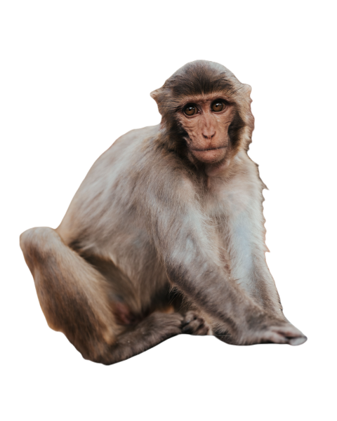 Closeup shot of a resting indochinese rhesus macaq 2023 11 27 04 57 10 utc