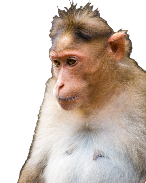 Close up shot of rhesus macaque monkey portrait 2023 11 27 05 21 04 utc