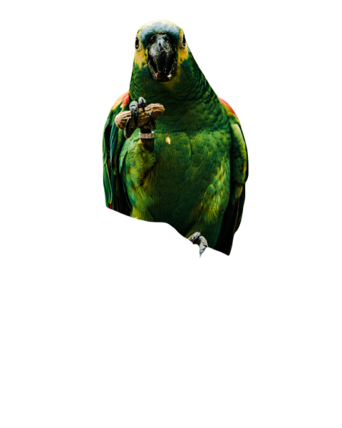 Parrots in the world png file 268