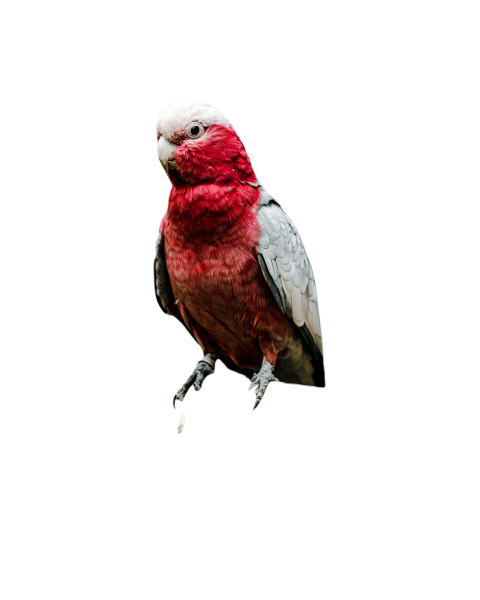 Parrots in the world png file 352
