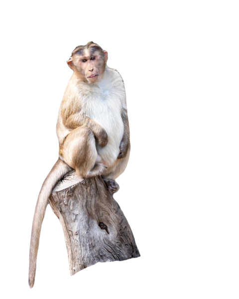 Vertical shot of a cute monkey sitting on a tree b 2023 11 27 05 28 13 utc