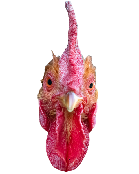 Vertical shot of the head of a rooster isolated on 2023 11 27 05 21 00 utc