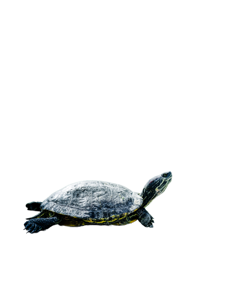 Turtle png file, free download 60