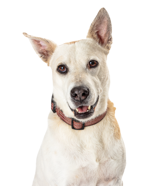White shepherd happy dog closeup 2024 09 15 14 08 54 utc