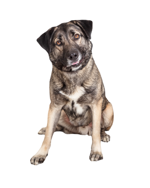 Mixed giant breed friendly dog sitting looking for 2024 09 17 01 56 31 utc