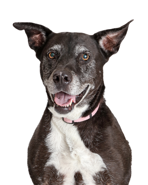 Happy old large dog closeup 2024 09 19 03 22 37 utc