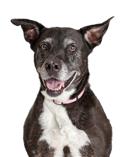 Happy old large dog closeup 2024 09 19 03 22 37 utc jpg